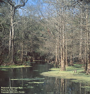 bald cypress swamp