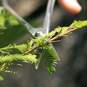 cuttings