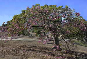 floss silk tree