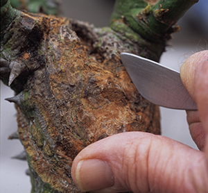 smoothing the cambium