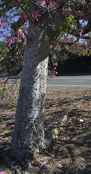 tree in the ground