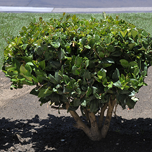 privet hedges