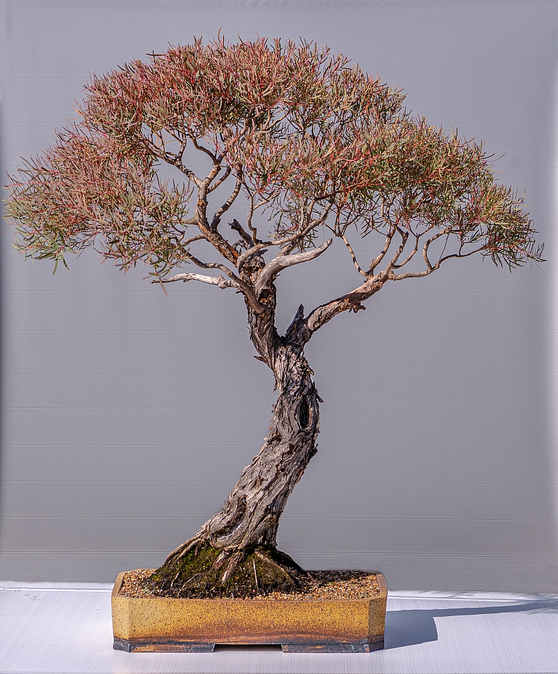 Peter Hanrahan  Eucalyptus Nicholii Bonsai