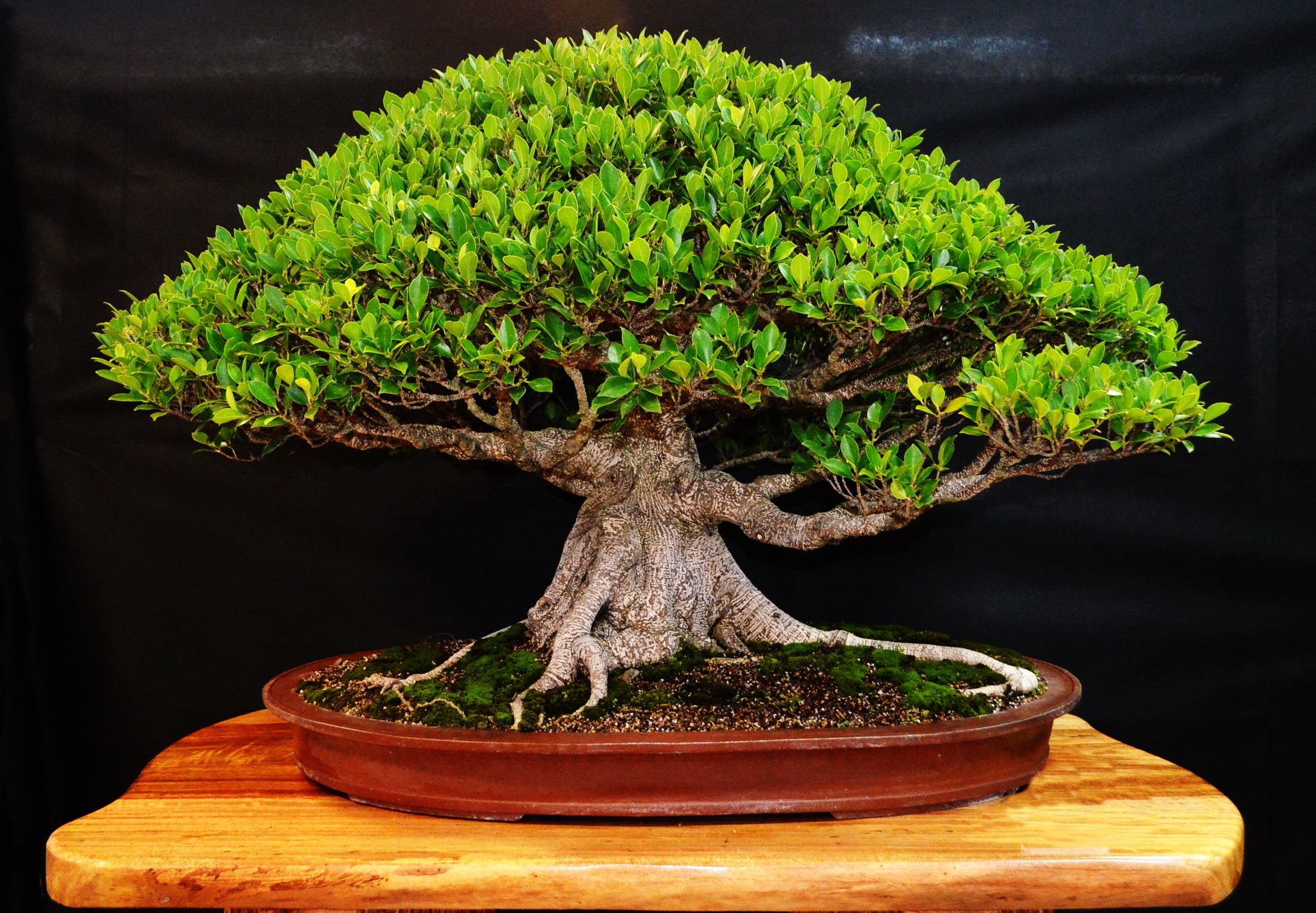 Jose O Rivera Ficus tigerbark