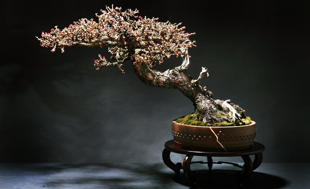 Massimo Banderas| Bonsai Trees