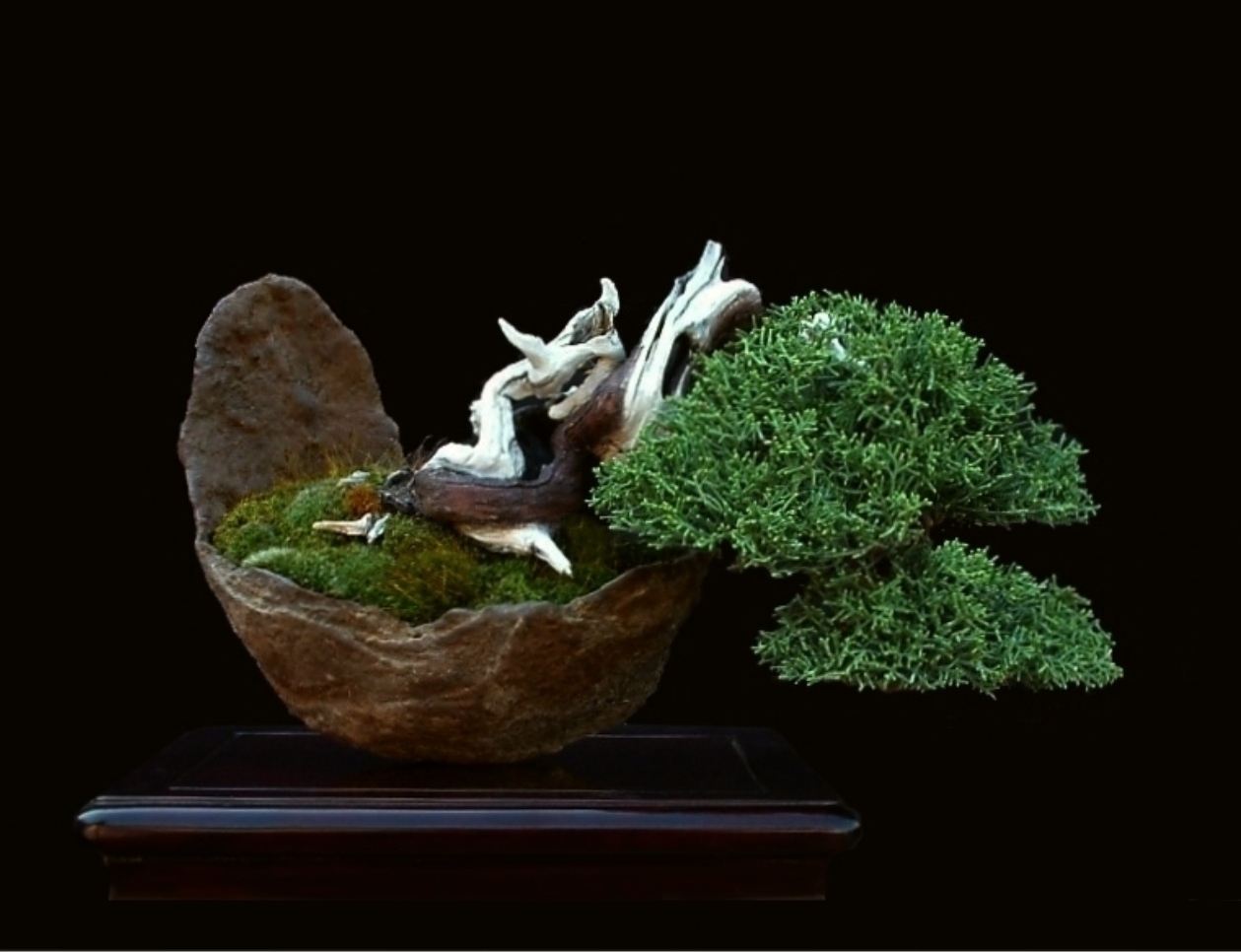 Michele Andolfo | Bonsai Trees