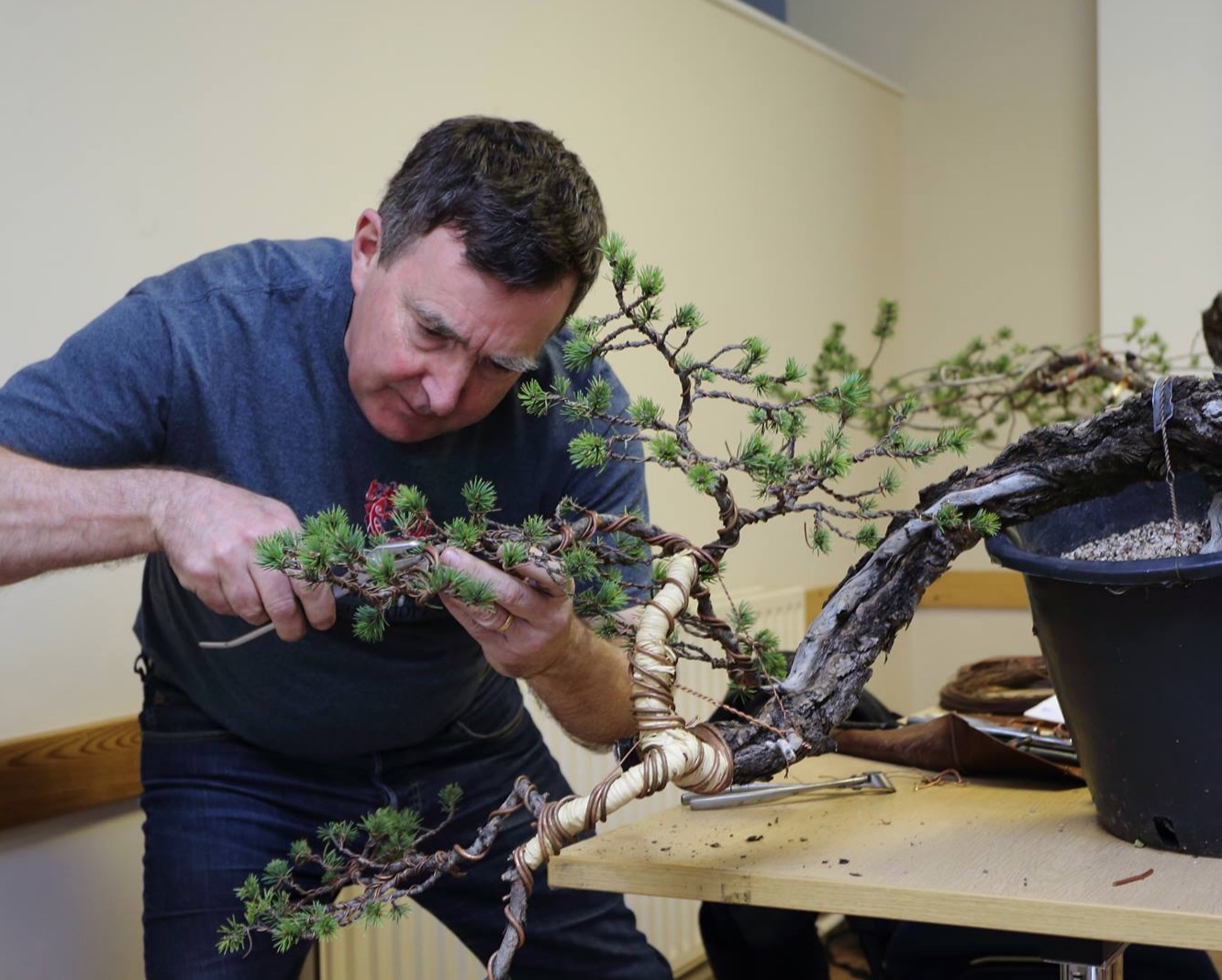 Tony TIckle BCI Bonsai Intructor