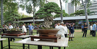 Bonsai Beyond Borders; Philippines