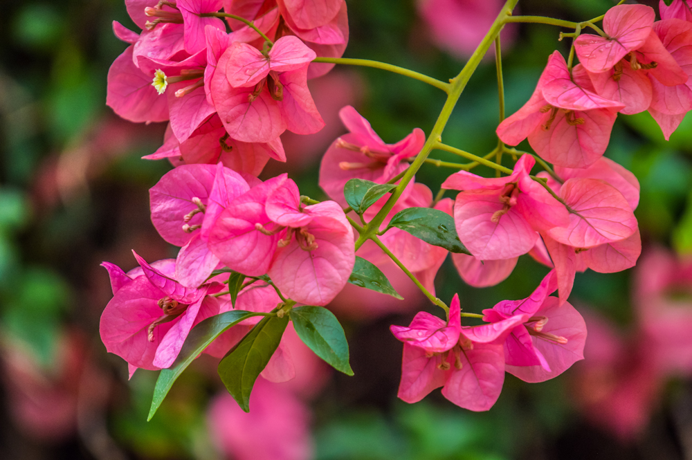 Bougainvillea glabra