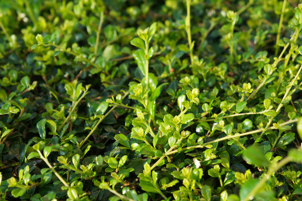 Carmona microphylla or Ehretia microphylla