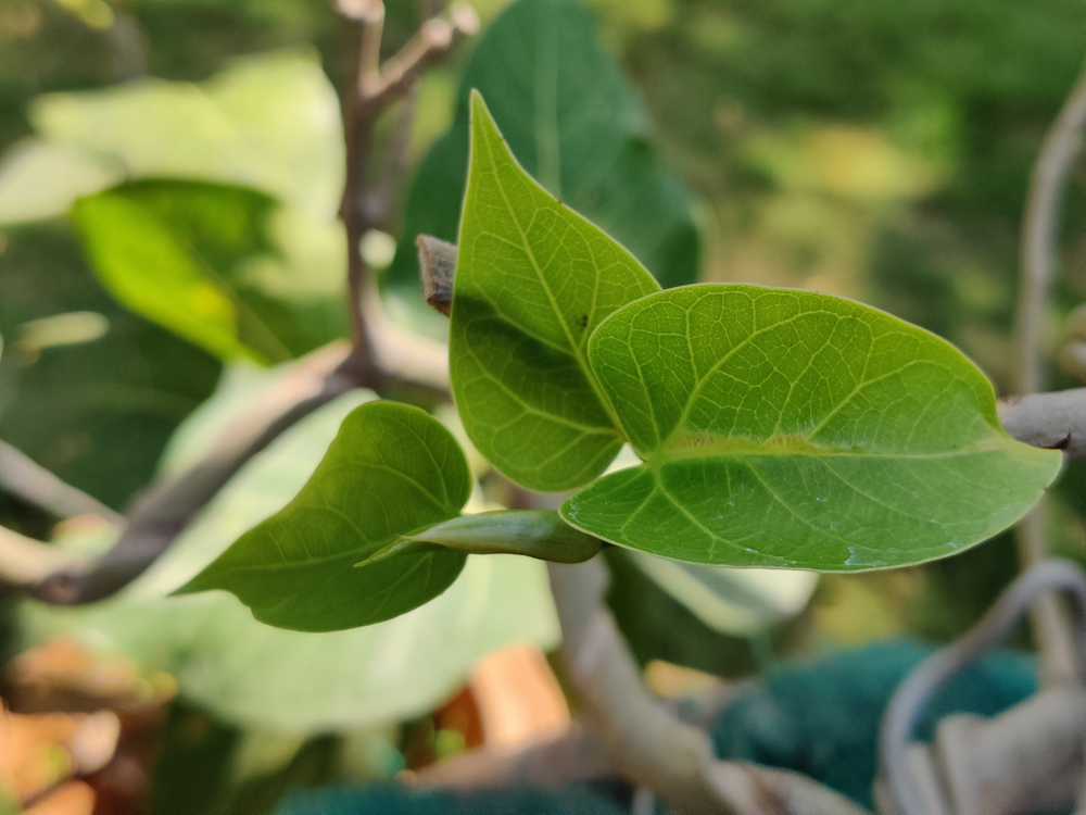 Ficus sp.