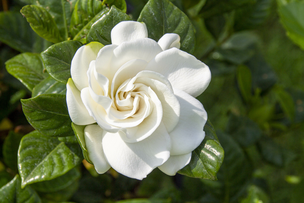 Gardenia sp.