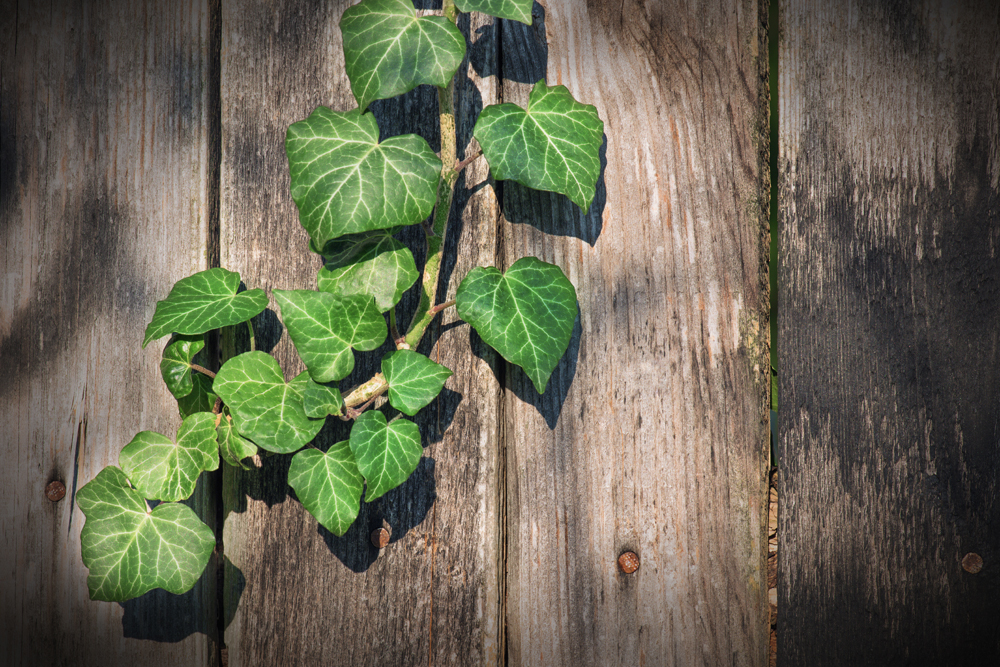 Hedera sp.