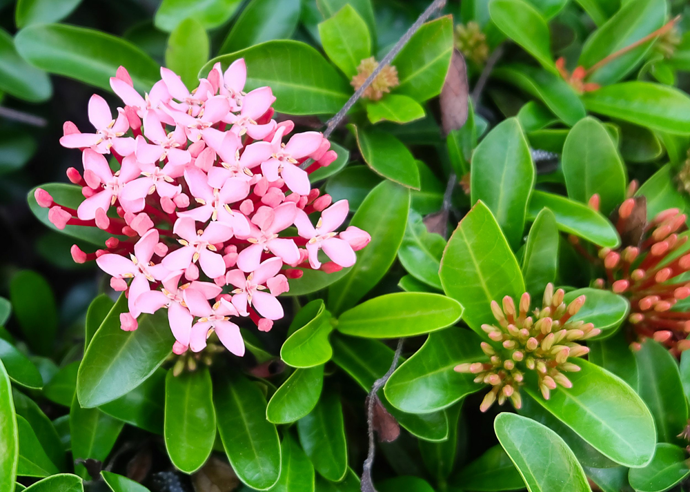 Ixora javanica