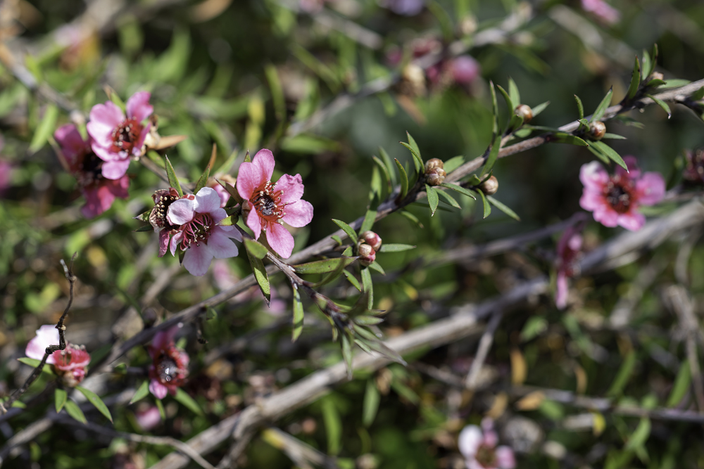 Leptospermum