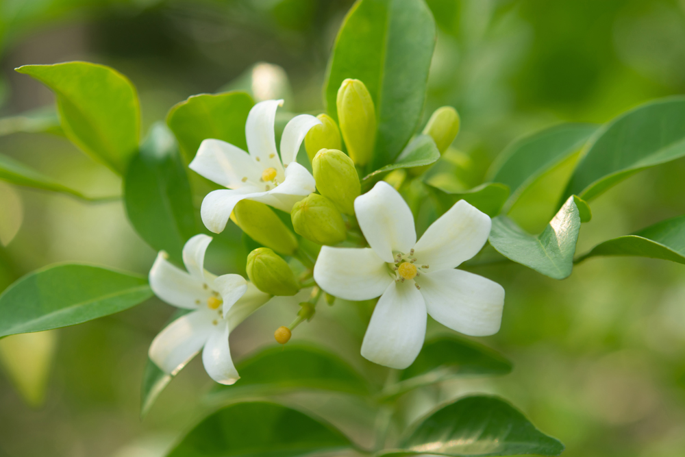 Murraya paniculata