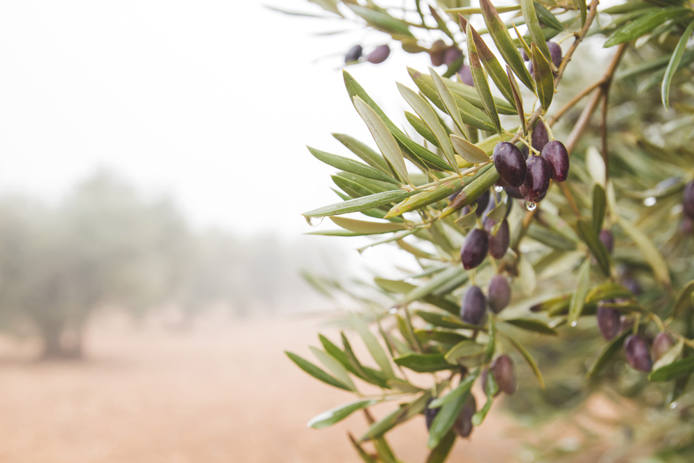 Olea sp.