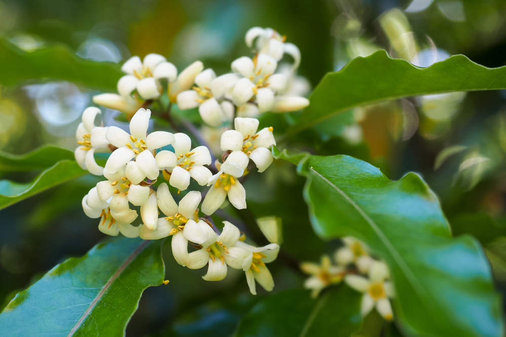 Pittosporum Flowers