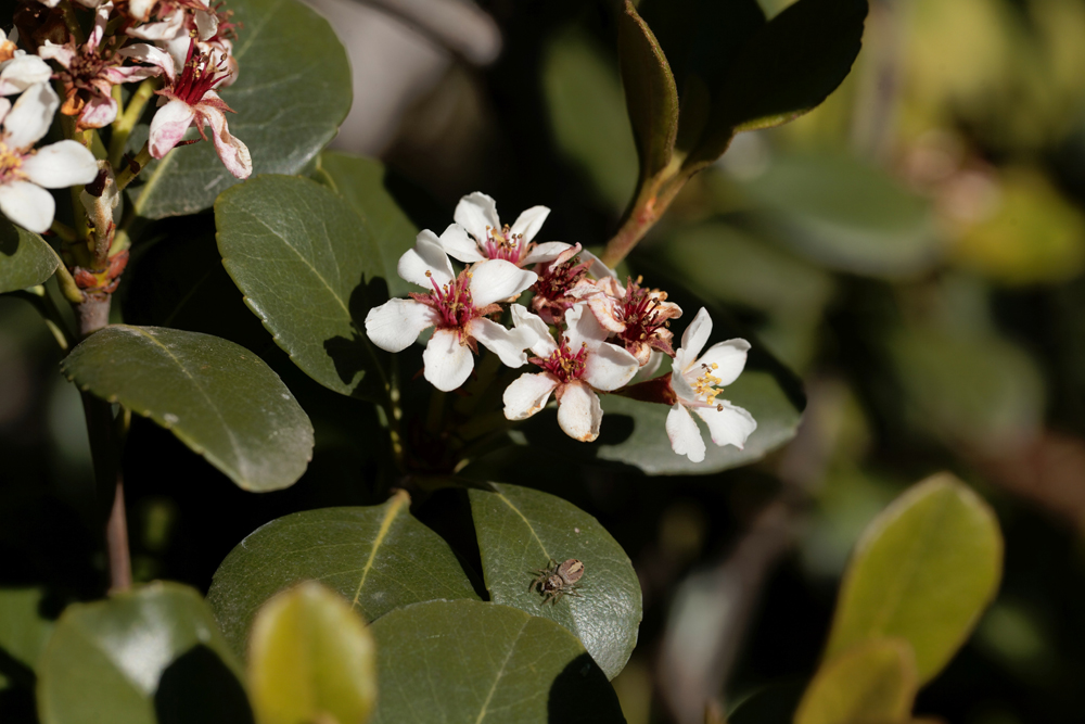 Raphiolepsis indica