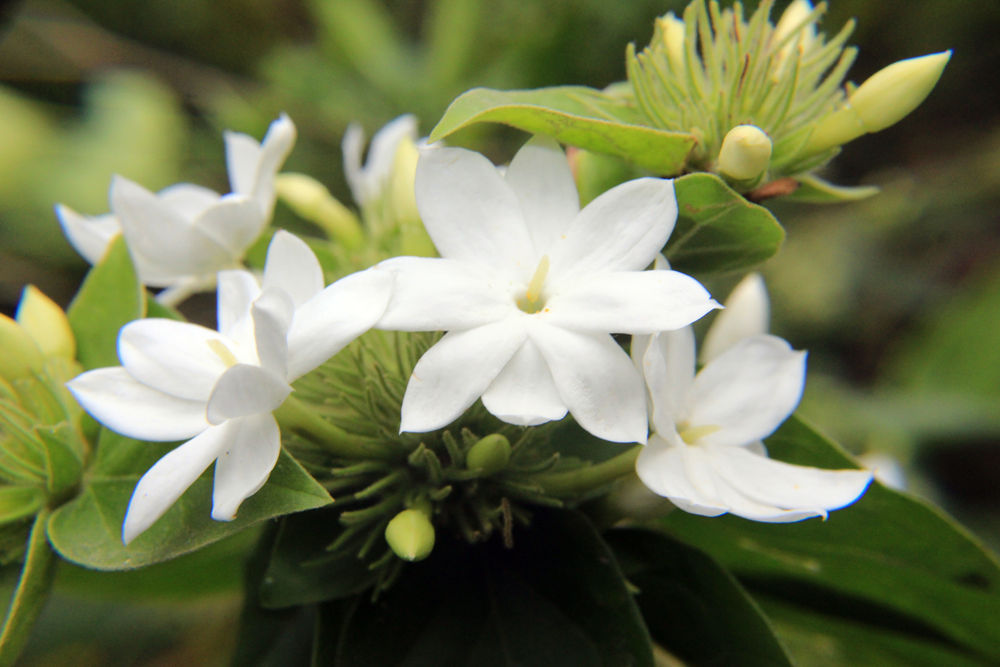 Trachelospermum jasminoides