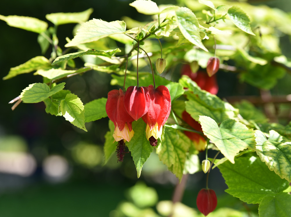 Abutilon sp.