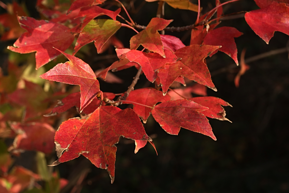 Acer buergerianum