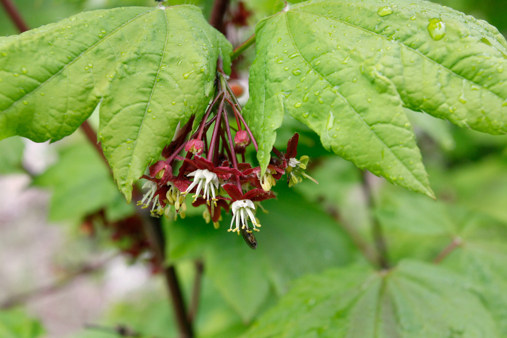 Acer circinatum