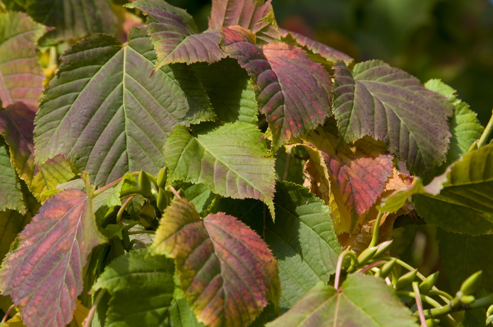 Acer davidii, Acer pennsylvanicum