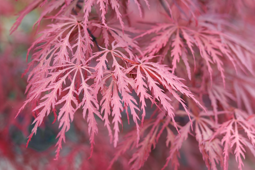 Acer palmatum