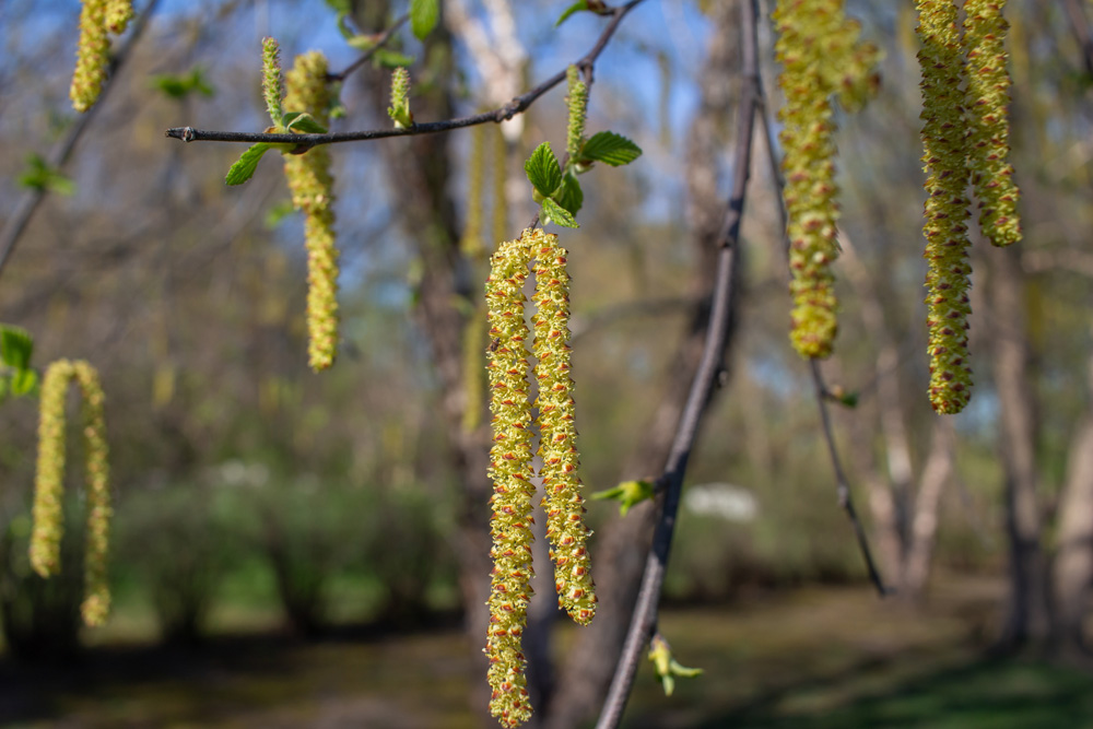 Betula nigra