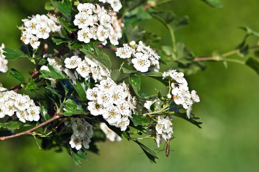 Crataegus sp.