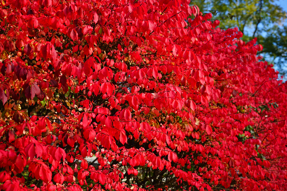 Euonymus sp.