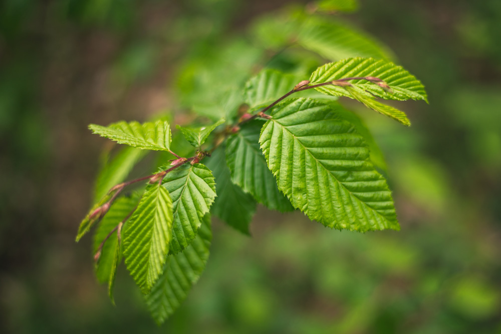 Fagus sp.