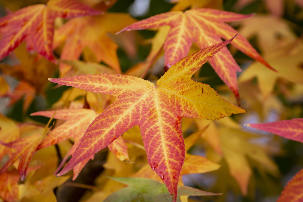 Liquidambar styraciflua