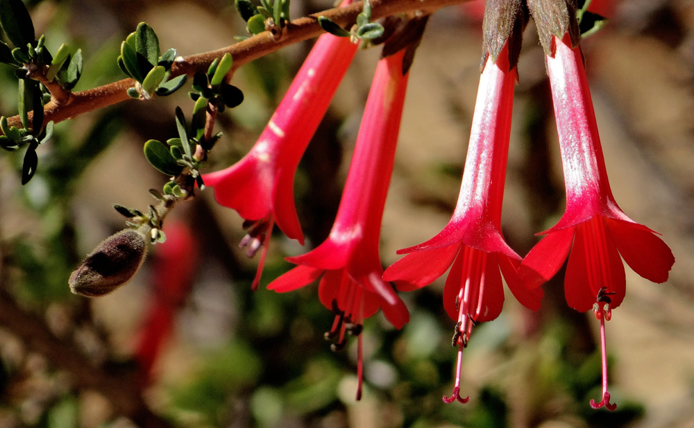 Neea buxifolia