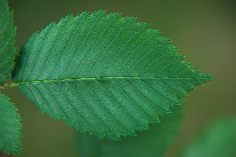 Ulmus alata