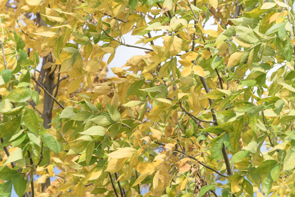 Ulmus crassifolia