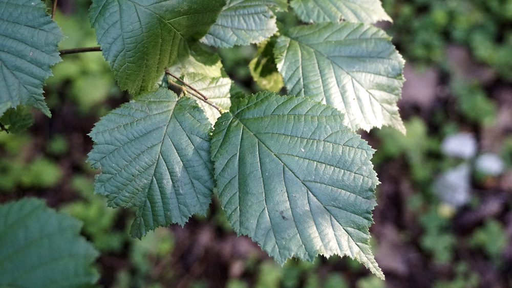 Ulmus parvifolia