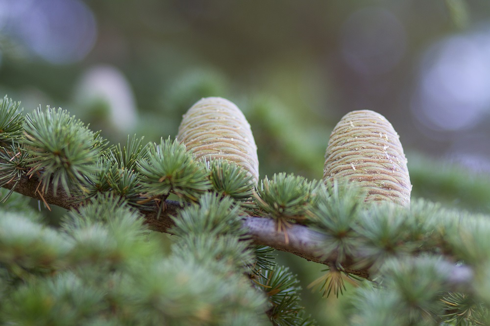 Cedrus libani