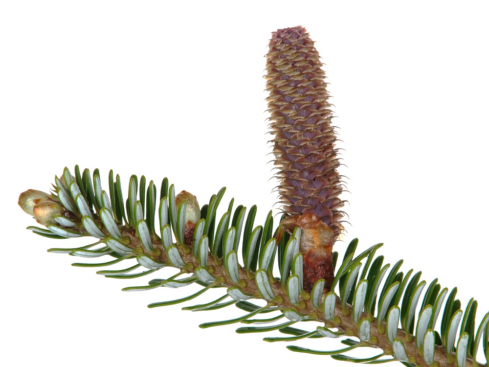 Abies sp.