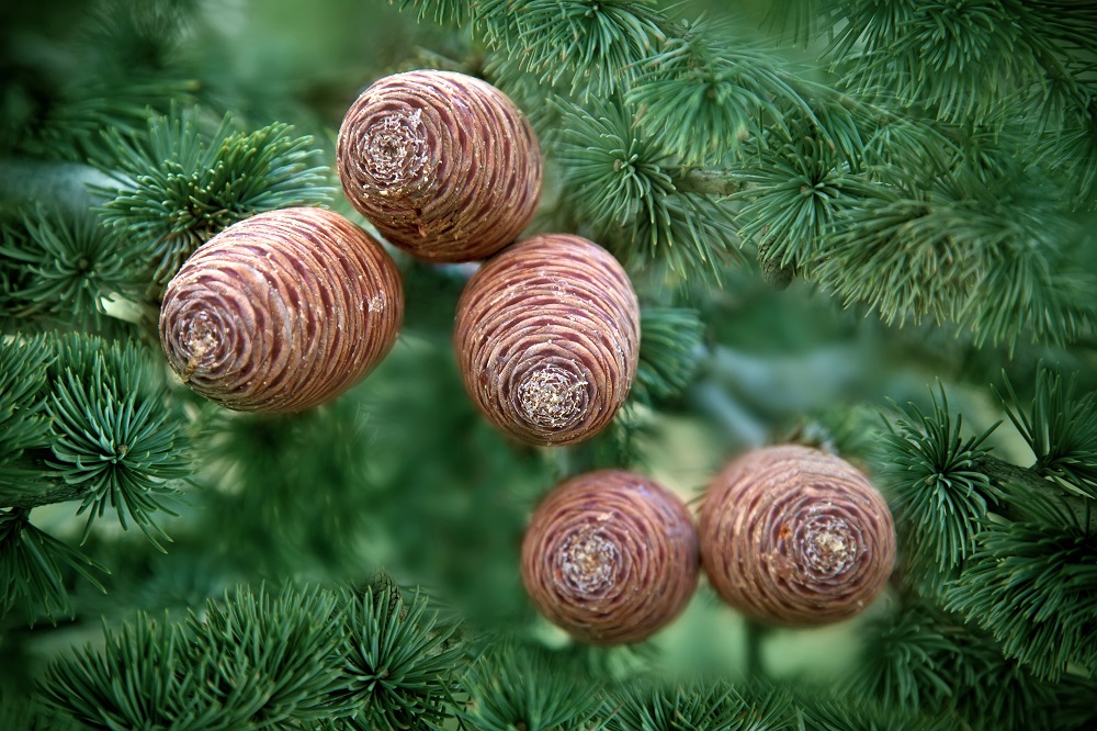 Cedrus sp.