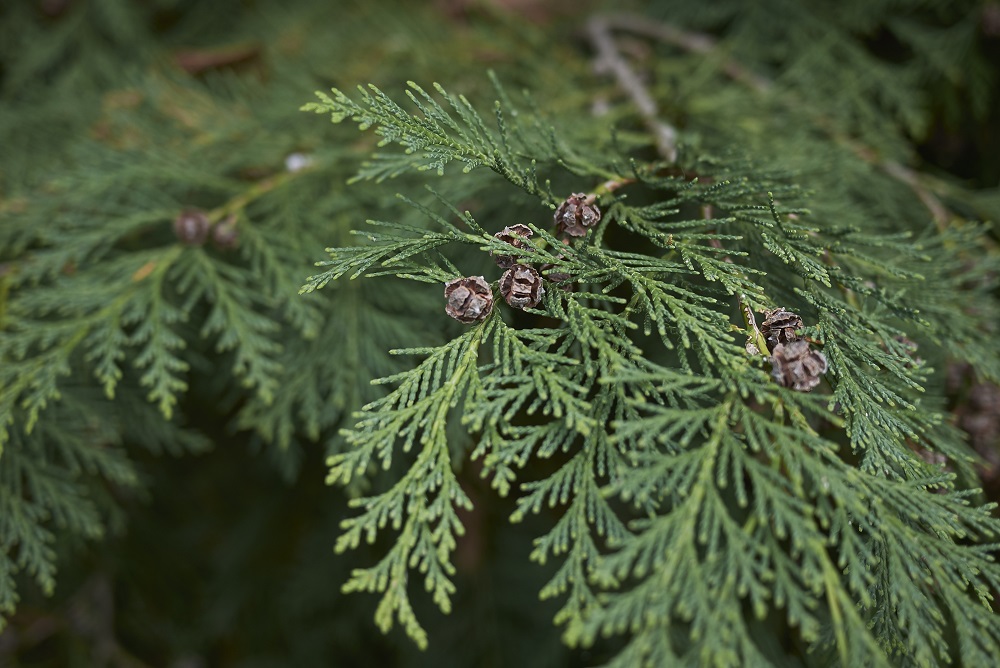 Chamaecyparis sp.