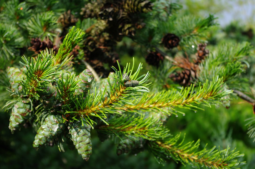 Pinus parviflora