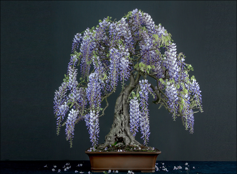 Japanese Wisteria